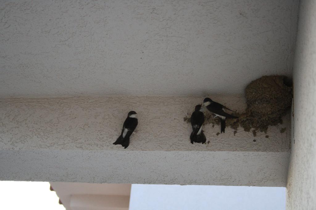 Apartment G6 Kopaonik Zewnętrze zdjęcie