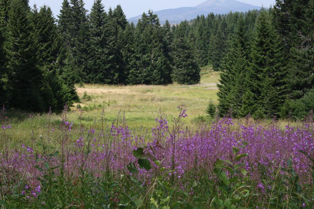 Apartment G6 Kopaonik Zewnętrze zdjęcie
